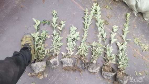 高度40厘米金边黄杨