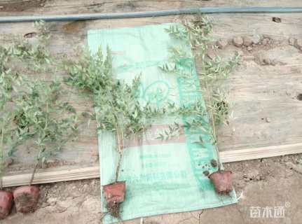 高度35厘米南天竹