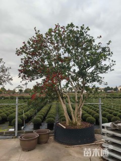 20公分无刺枸骨