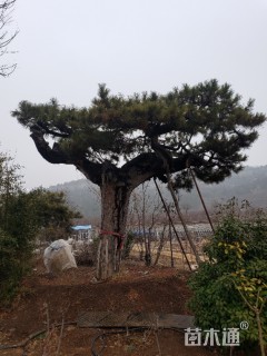 移栽苗造型黑松