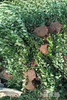 高度40厘米卫矛小苗