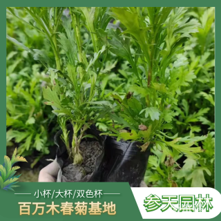 高度40厘米木春菊