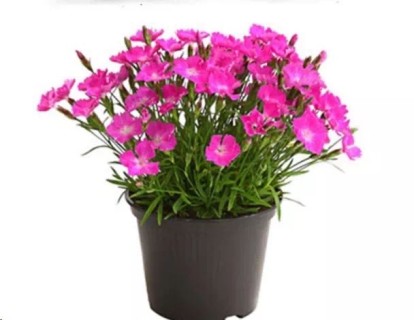 高度10厘米欧石竹