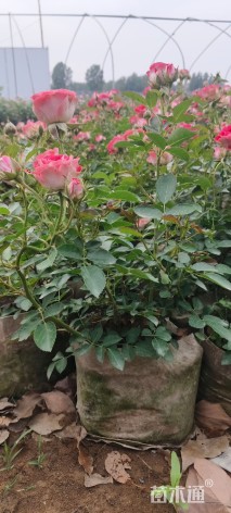 高度30厘米月季小苗