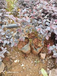 高度20厘米红花继木