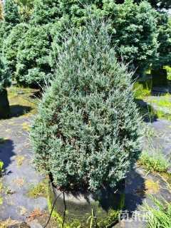 高度100厘米落基山圆柏