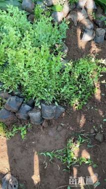 高度30厘米绣线菊