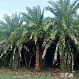 裸干高650厘米银海枣