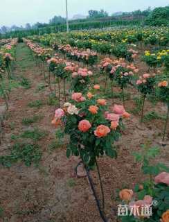 1.5公分小青杆树状月季