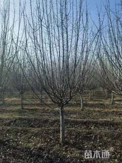 12公分红宝石海棠