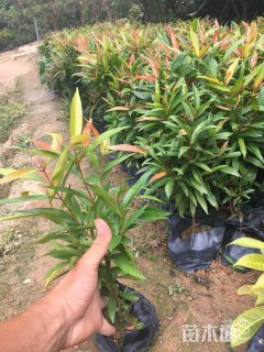 高度15厘米红车