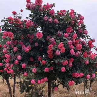 高度180厘米月季