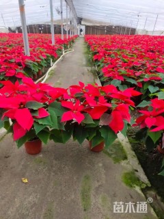 高度40厘米一品红