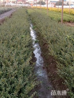 高度30厘米龟甲冬青小苗