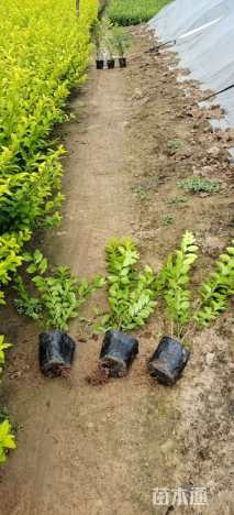 高度45厘米金叶女贞