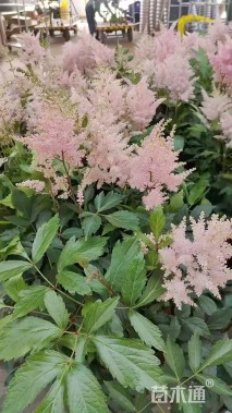 高度35厘米落新妇