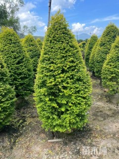 12公分造型亮晶女贞