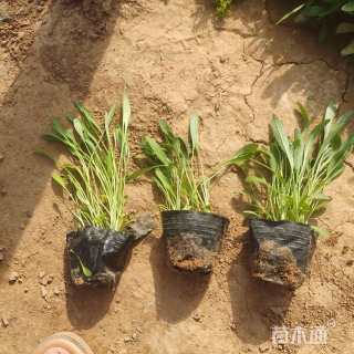 高度15厘米金鸡菊