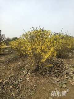 冠幅250厘米花叶假连翘球