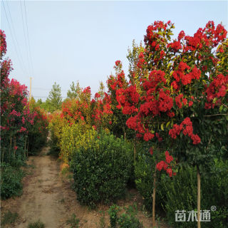 10公分红火箭紫薇