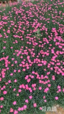 高度20厘米欧石竹