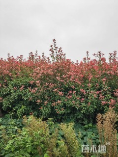 高度200厘米红叶石楠篱笆