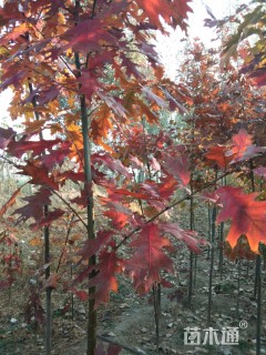2公分北美红栎