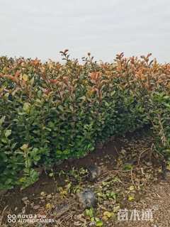 高度60厘米卫矛