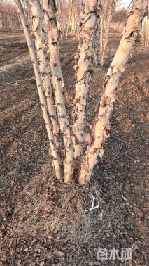 高度700厘米丛生河桦