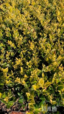 高度25厘米金森女贞小苗