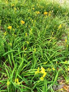 高度20厘米大花萱草