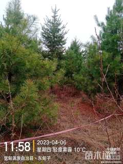 高度5000厘米云杉