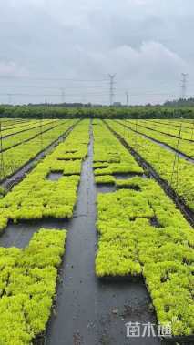 高度10厘米金叶佛甲草