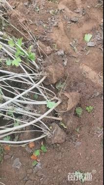 高度80厘米鸡树条