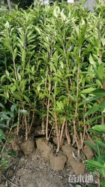 高度140厘米法国冬青