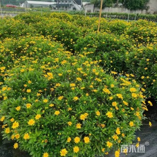 高度120厘米木春菊球