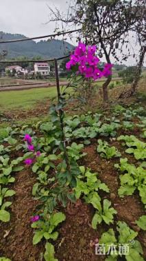 高度60厘米三角梅
