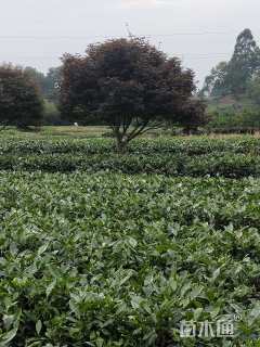 高度30厘米油茶小苗
