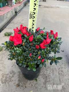 高度40厘米杜鹃