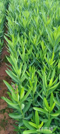 高度30厘米夹竹桃