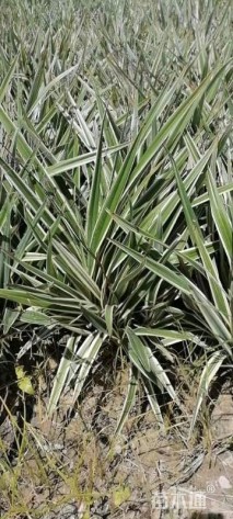 高度20厘米山菅兰