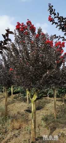 11公分紫叶紫薇