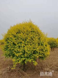 冠幅250厘米金叶榆球