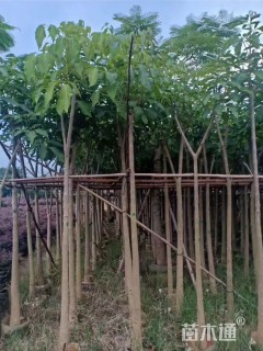 5公分粉花风铃木