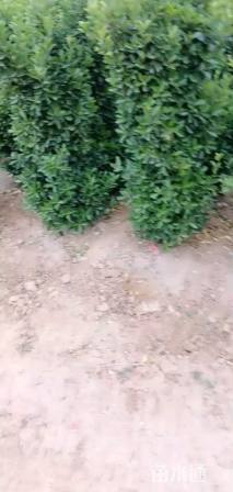 高度120厘米大叶黄杨柱