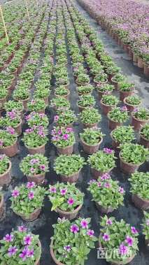 高度15厘米长春花