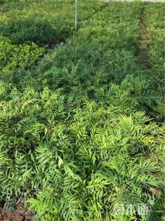 高度34厘米十大功劳