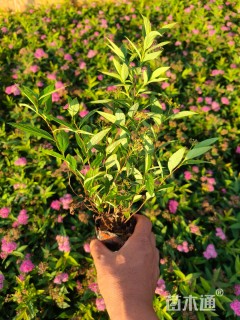 高度30厘米绣线菊