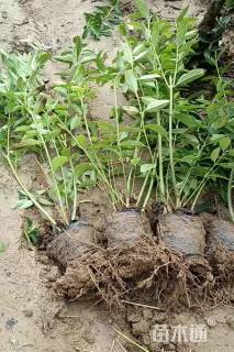 高度50厘米连翘