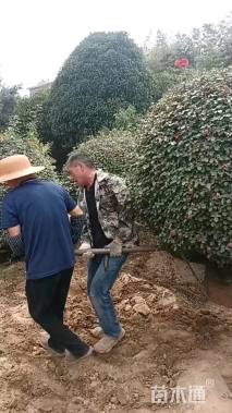 冠幅120厘米月季花球